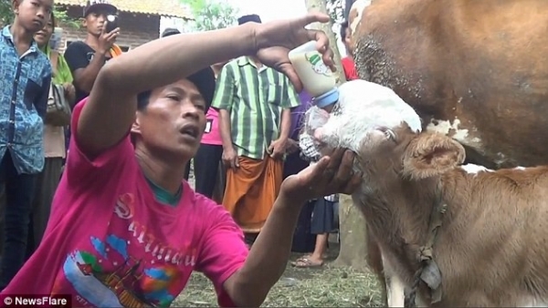 Kỳ lạ chú bê nhưng lại mang khuôn mặt mèo Ba Tư