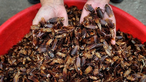 Trang trại khổng lồ nuôi 6 tỷ con gián mỗi năm để làm thuốc