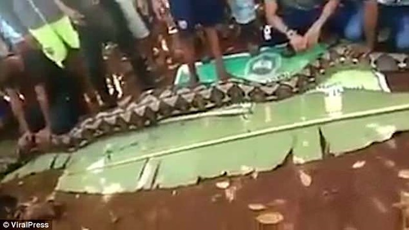 Người dân nghi ngờ con trăn đã nuốt bà Tiiba nên đã mang nó về. Ảnh: Viral Press