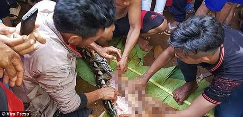 Người dân sửng sốt phát hiện thi thể người phụ nữ trong bụng trăn. Ảnh: Viral Press
