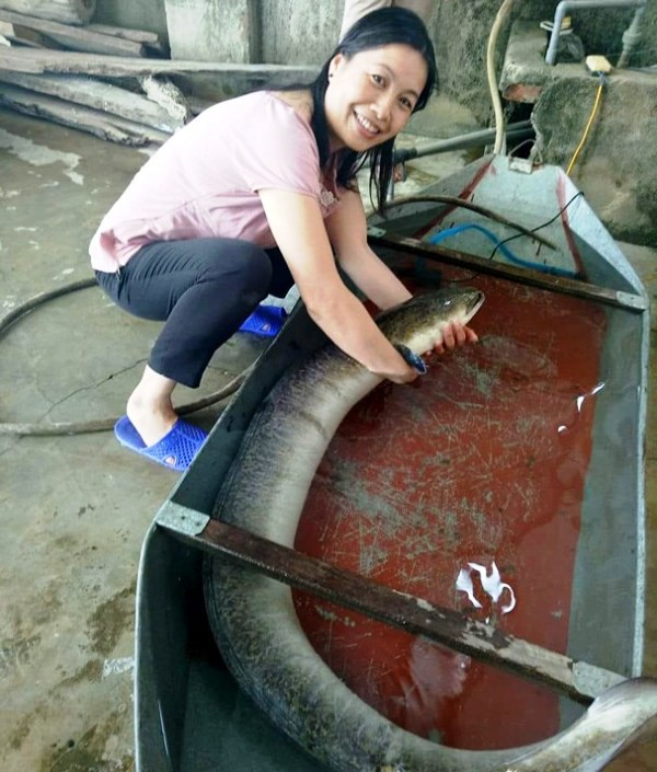 Con cá lệch nặng 16kg, dài 1,6m.