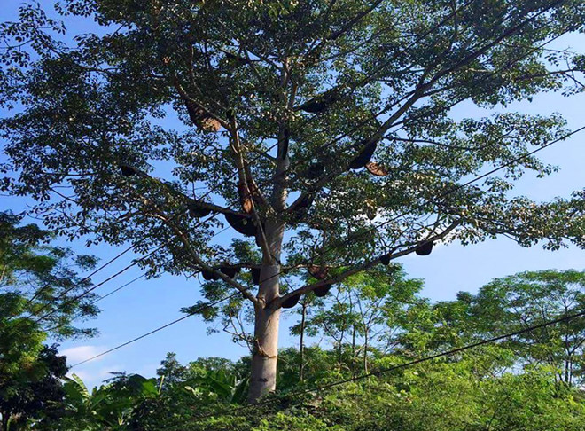 Cây gạo khổng lồ kéo hơn 30 đàn ong rừng về làm tổ