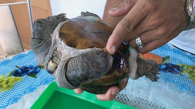 Xuất hiện 'quái vật' rùa siêu dị ở Tiền Giang, dân ầm ầm tới xem Khi trên khô thì vẩy có màu đen, khi ở dưới nước thì vẩy chuyển sang màu hồng huyết. Mỗi chân rùa có 3 móng to, khỏe và có màng bơi.