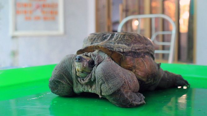 Xuất hiện 'quái vật' rùa siêu dị ở Tiền Giang, dân ầm ầm tới xem 4 chân khá to khỏe khi co vào ở “thế” rất hay.