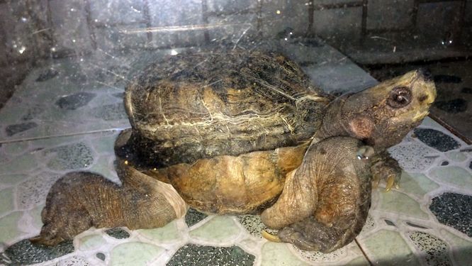 Xuất hiện 'quái vật' rùa siêu dị ở Tiền Giang, dân ầm ầm tới xem Nhìn ngang, rùa có vẻ như có đến hai lớp mai.